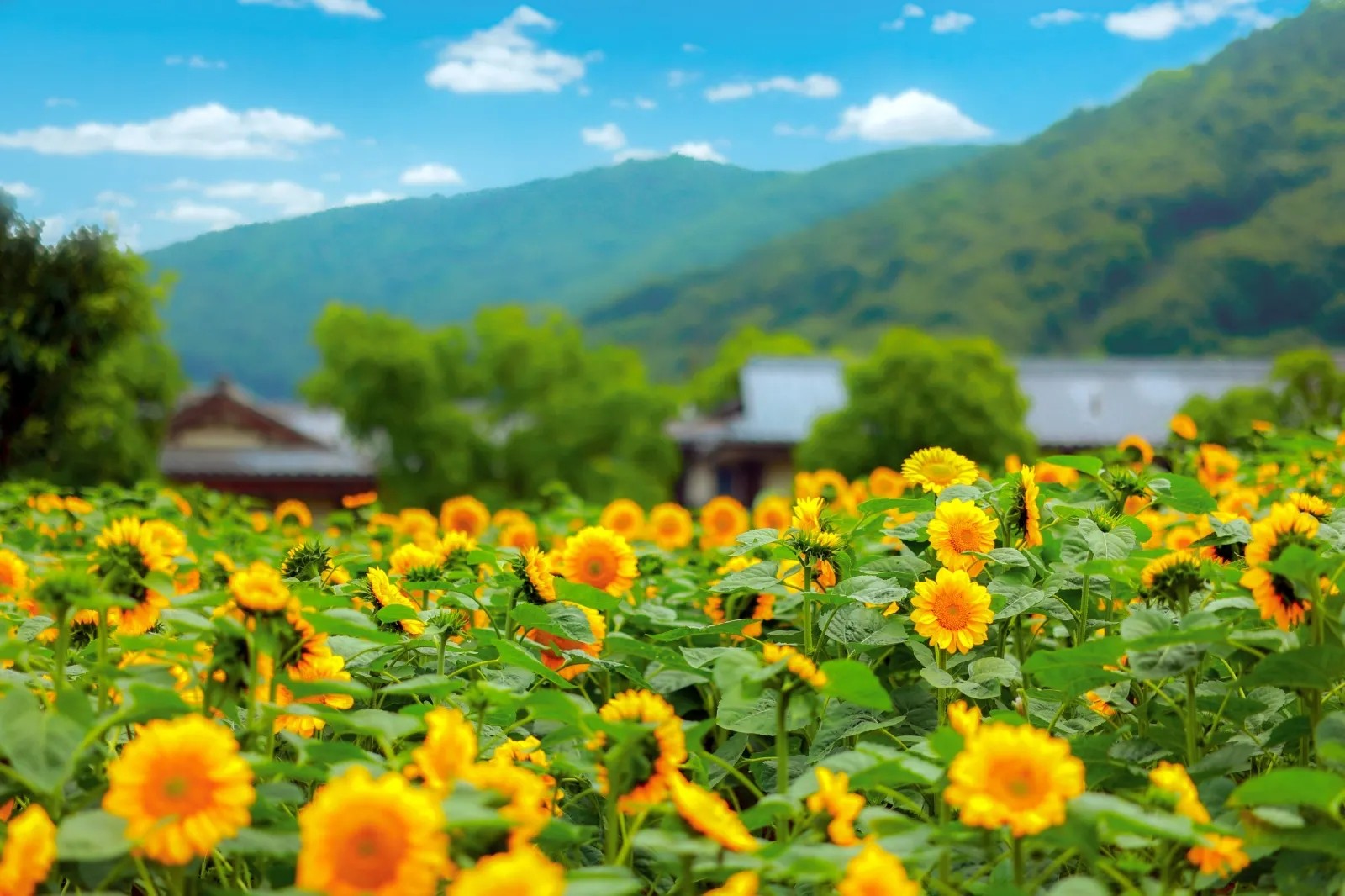 拈花湾图2