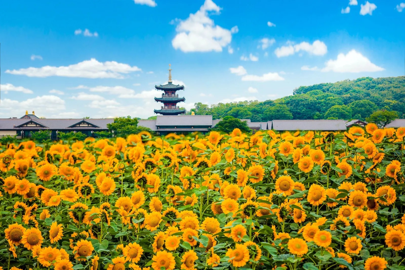 拈花湾图3