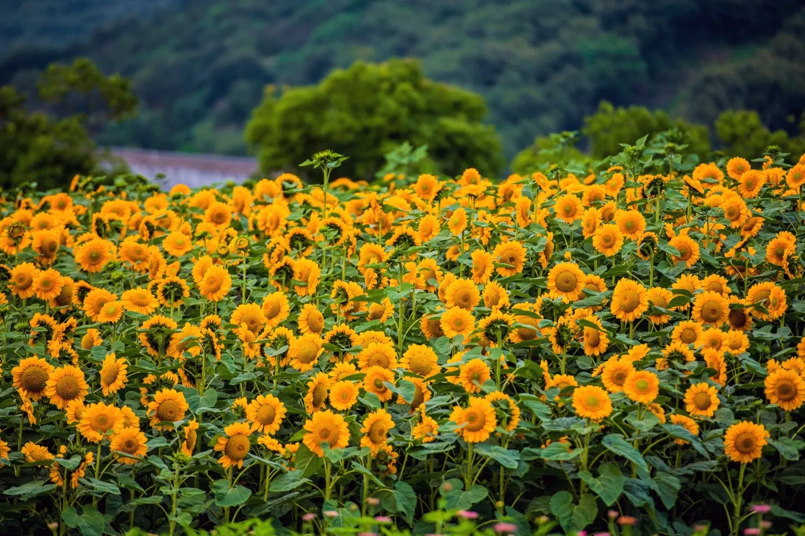 拈花湾图5