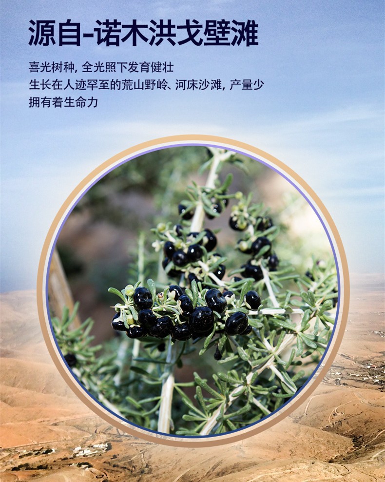杞老头黑枸枸杞100g/瓶一手货源厂家直供图4