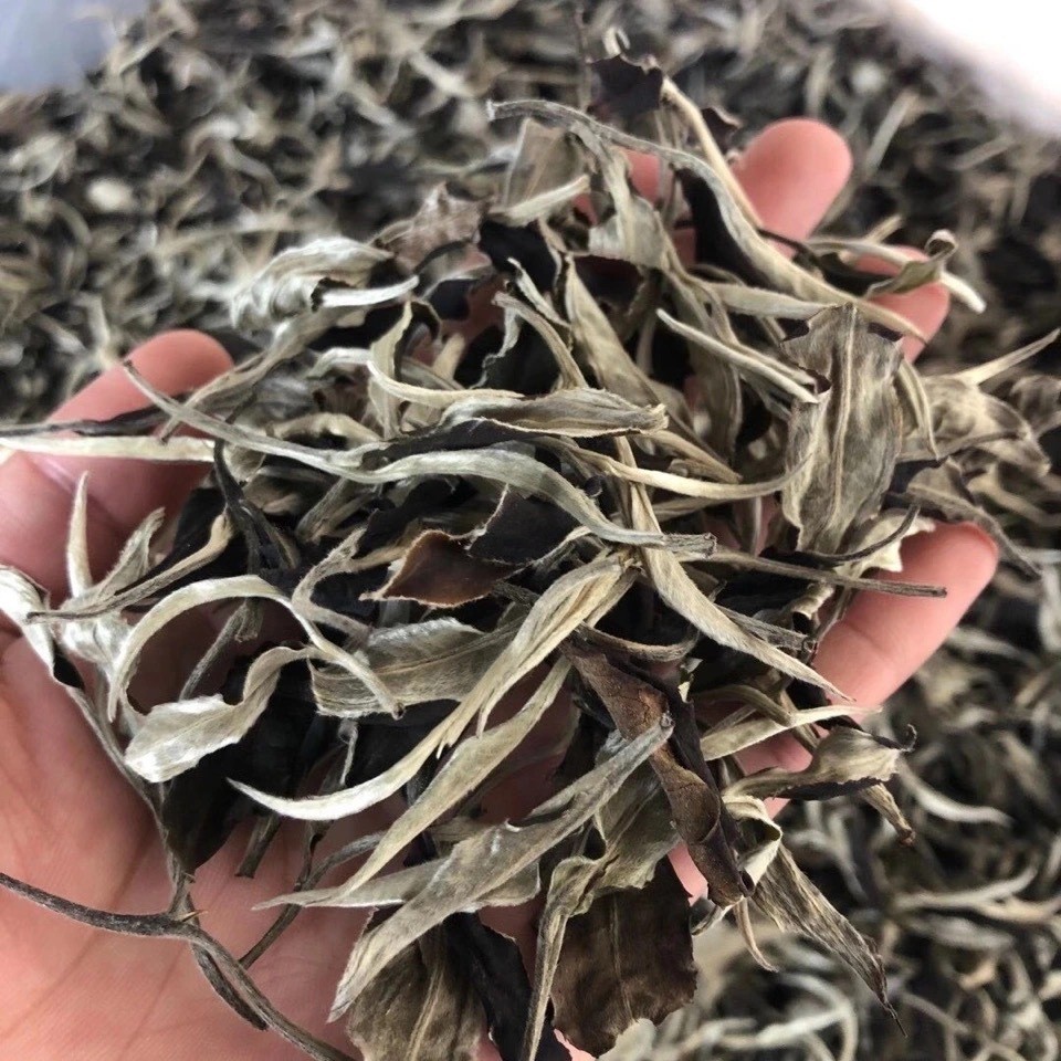 批发云南名茶月光美人白茶普洱茶生茶散茶景谷大白茶大叶种月光白图2