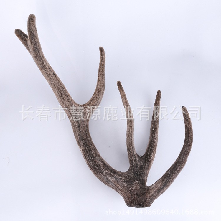 长春市慧源鹿业批发马鹿茸 鹿场生产一手货源 鹿茸 鹿茸片 鹿茸粉图5