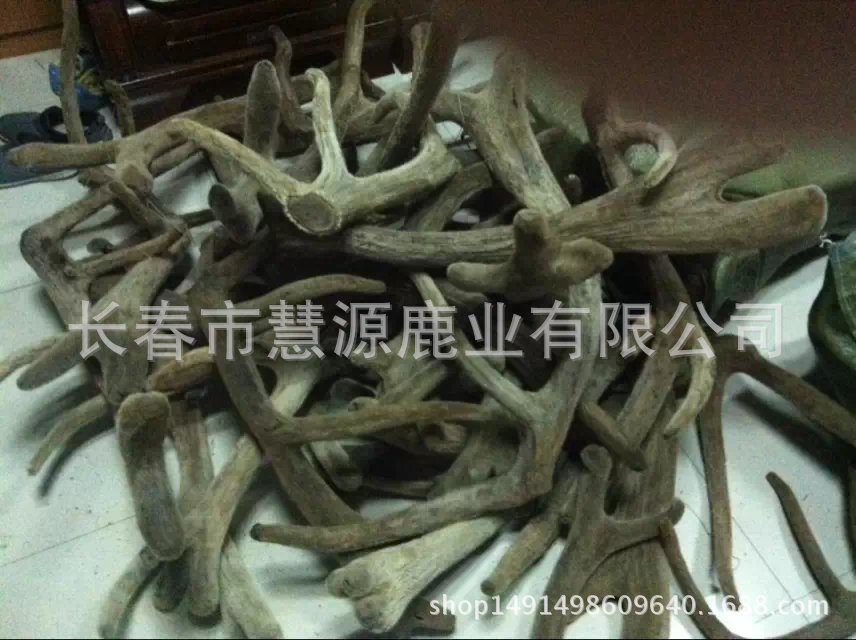 马鹿茸7